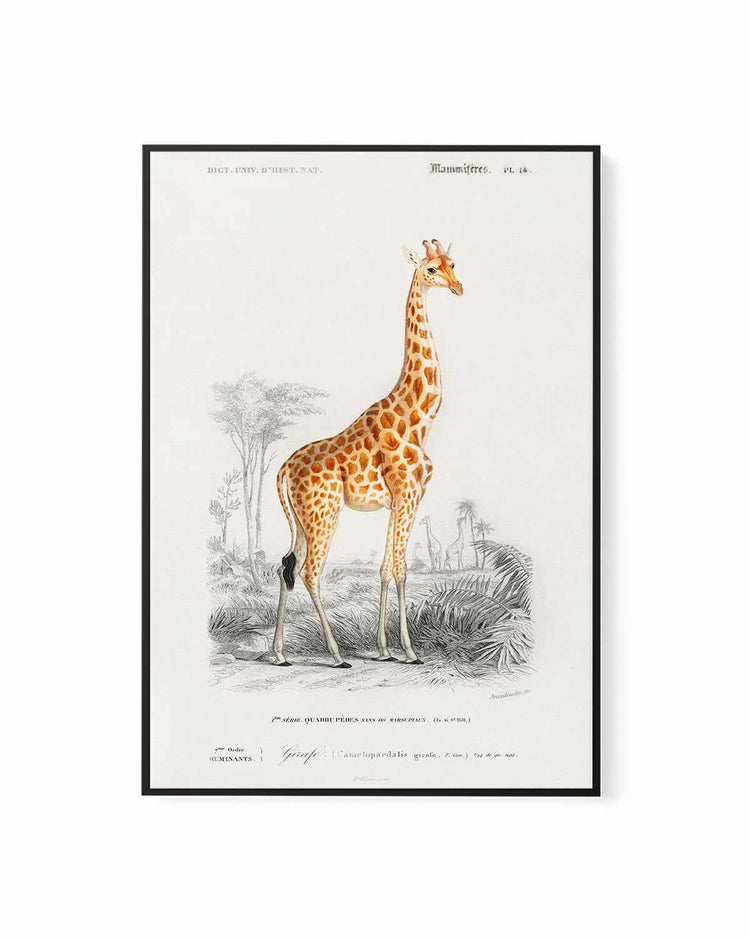 Giraffe Vintage Illustration | Framed Canvas Art Print