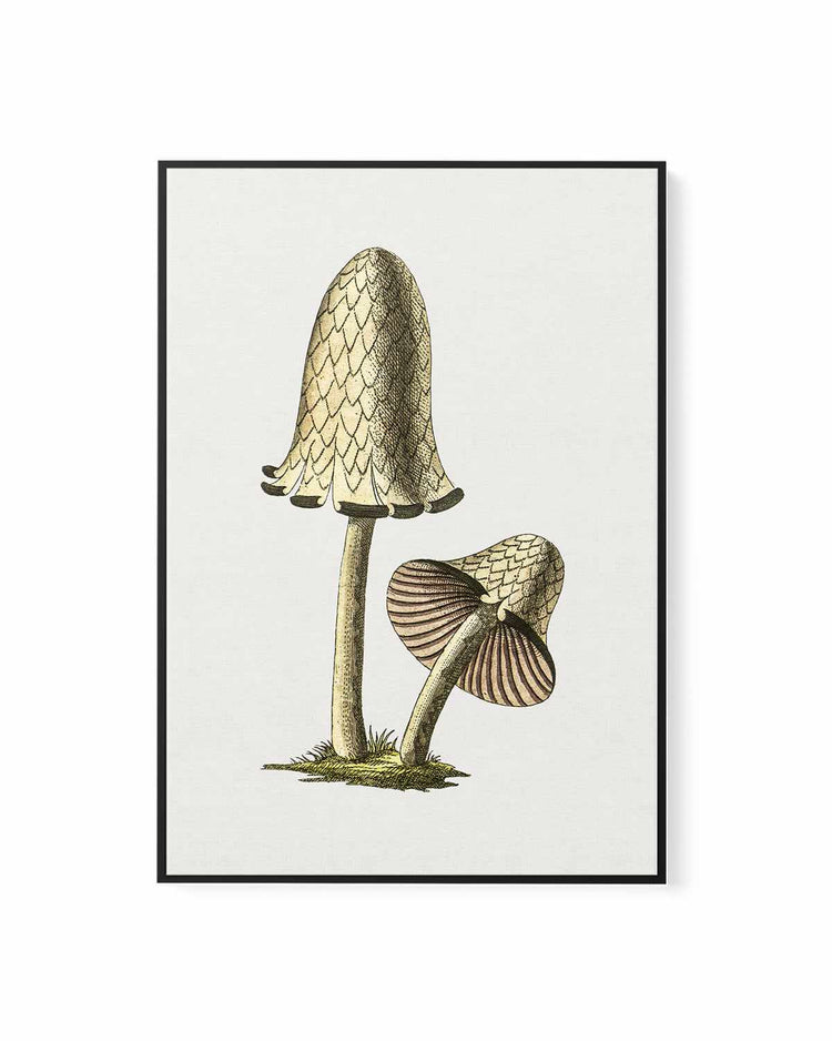 Inky Cap Edible Mushroom Vintage Illustration | Framed Canvas Art Print