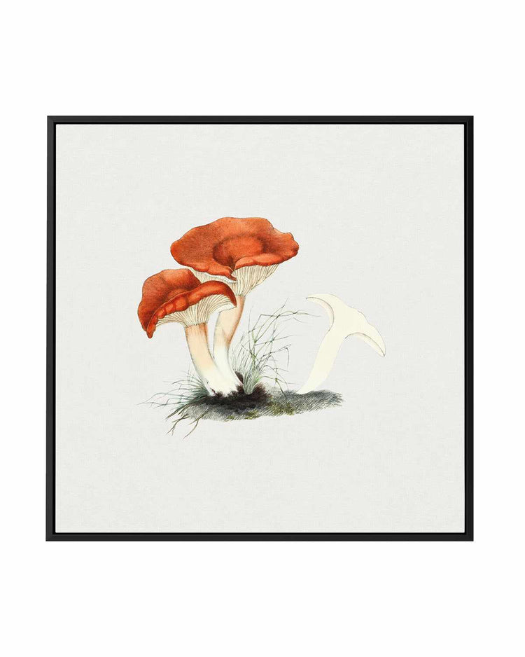 Milkcap Mushroom Vintage Illustration | Framed Canvas Art Print