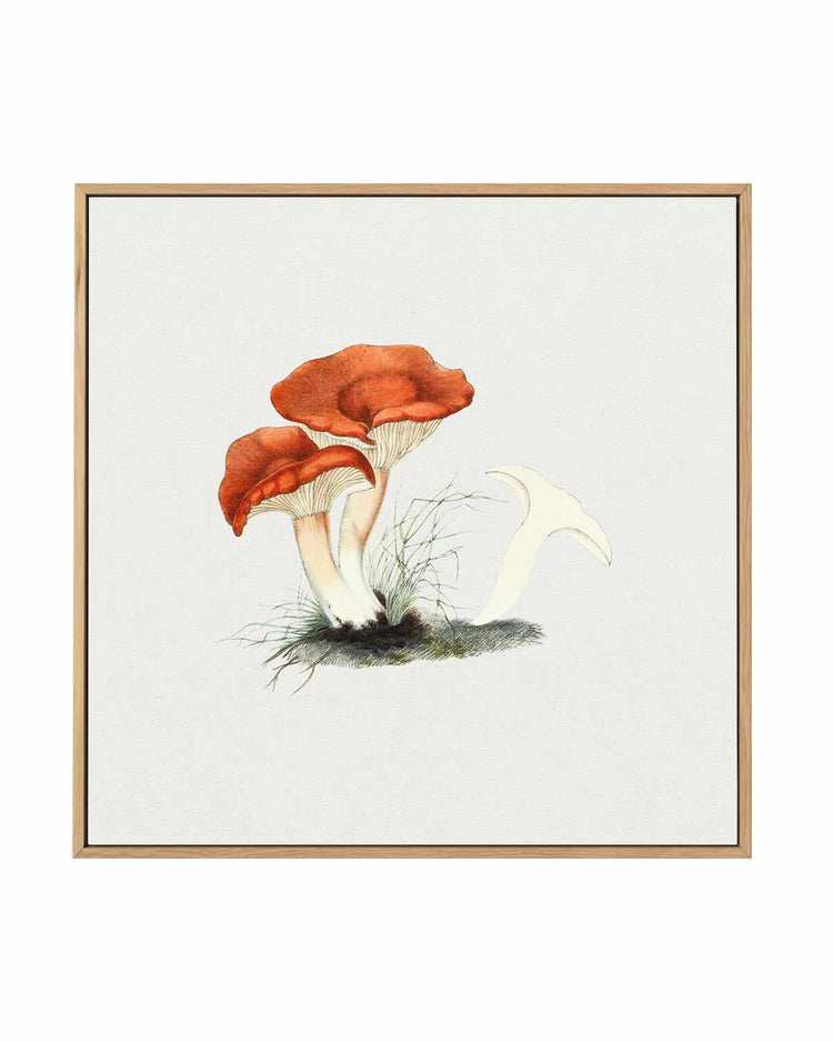 Milkcap Mushroom Vintage Illustration | Framed Canvas Art Print