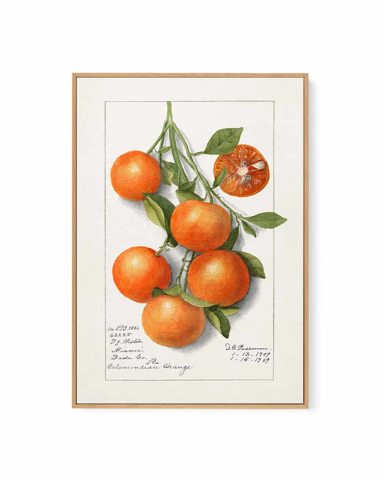 Orange Branch Vintage Poster | Framed Canvas Art Print