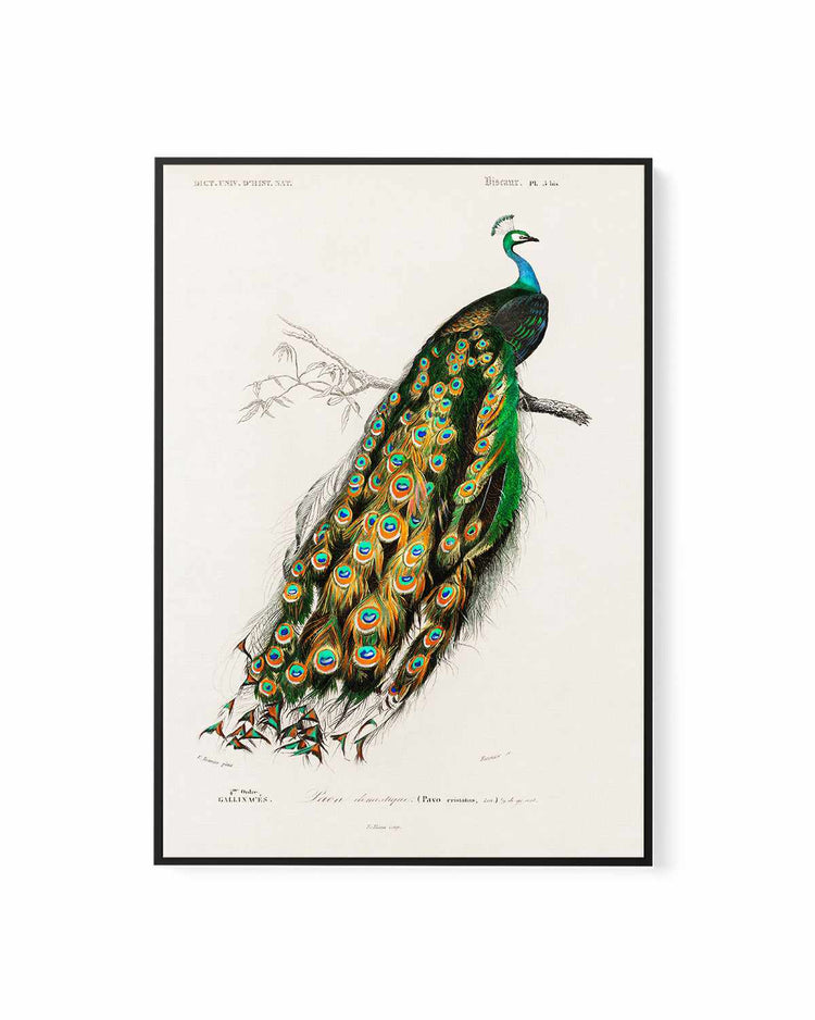 Peacock Vintage Illustration | Framed Canvas Art Print