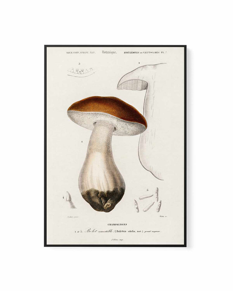 Penny Bun Vintage Mushroom Illustration | Framed Canvas Art Print