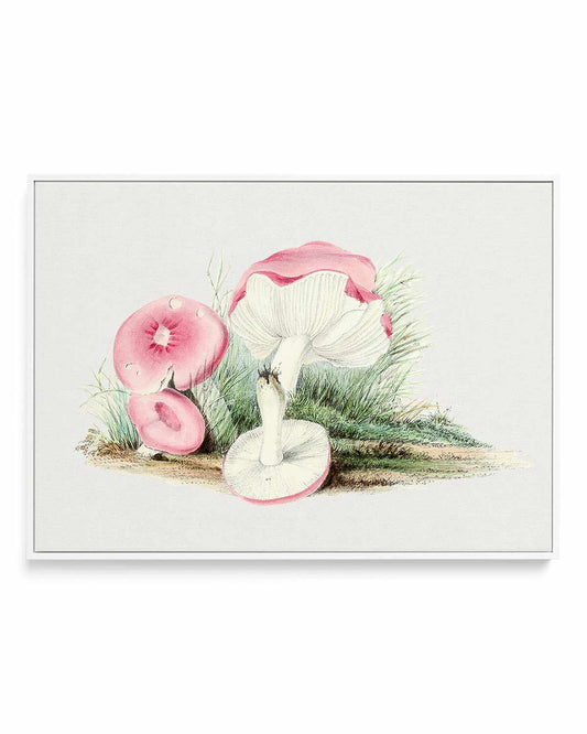 Pink Vintage Mushroom Illustration | Framed Canvas Art Print