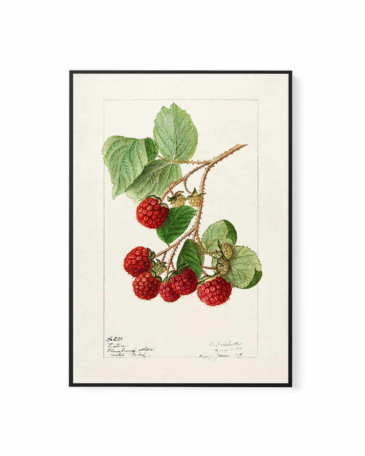Raspberries Vintage Poster | Framed Canvas Art Print