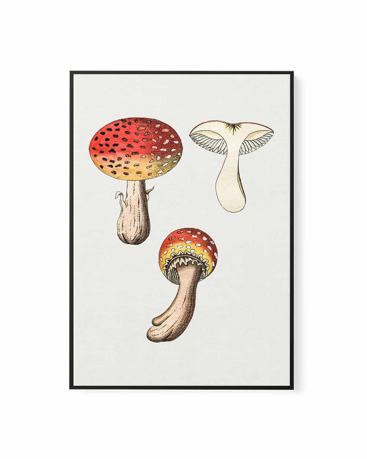 Red Mushroom Vintage Illustration | Framed Canvas Art Print