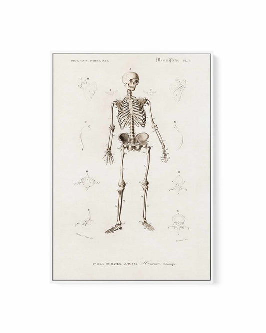 Skeleton Vintage Illustration | Framed Canvas Art Print
