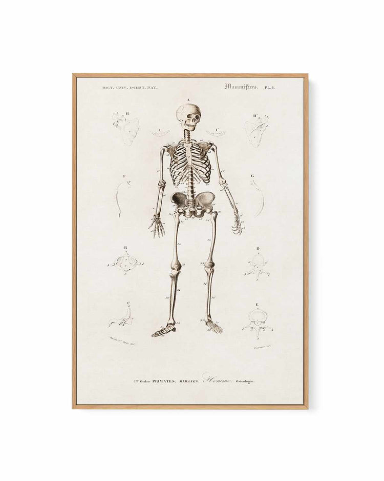 Skeleton Vintage Illustration | Framed Canvas Art Print