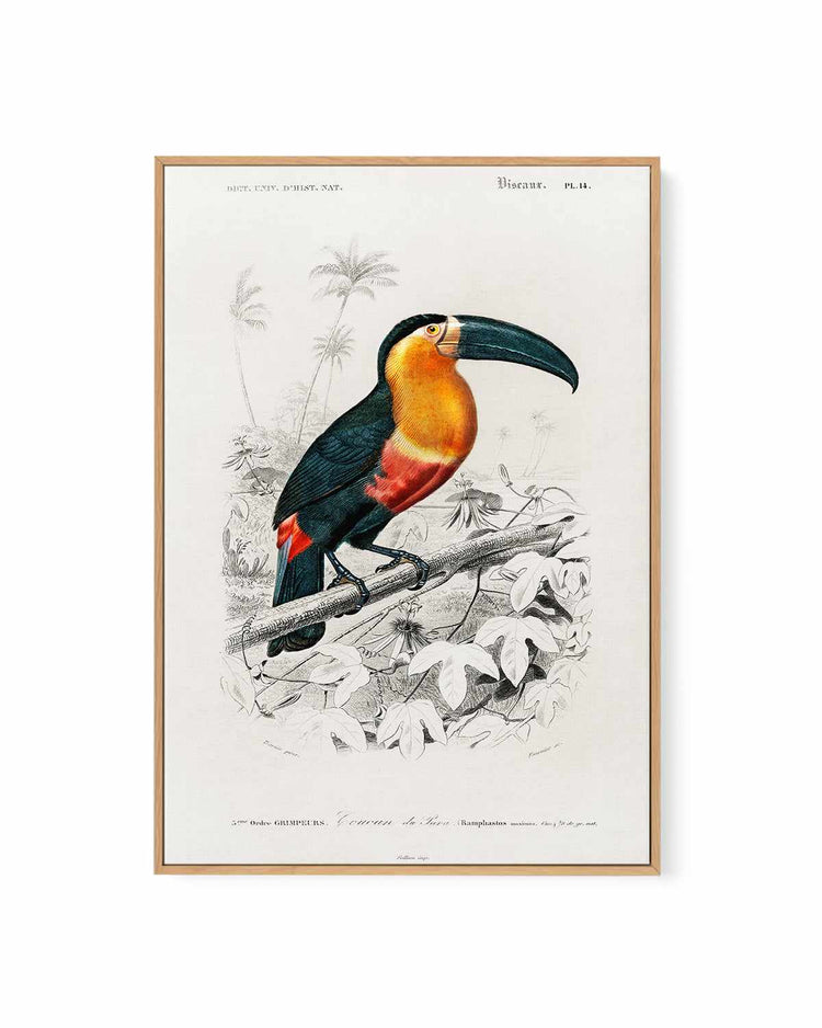 Toucan Vintage Illustration | Framed Canvas Art Print