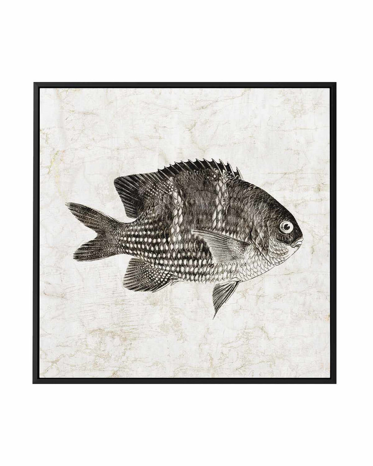 Vintage Fish I | Framed Canvas Art Print