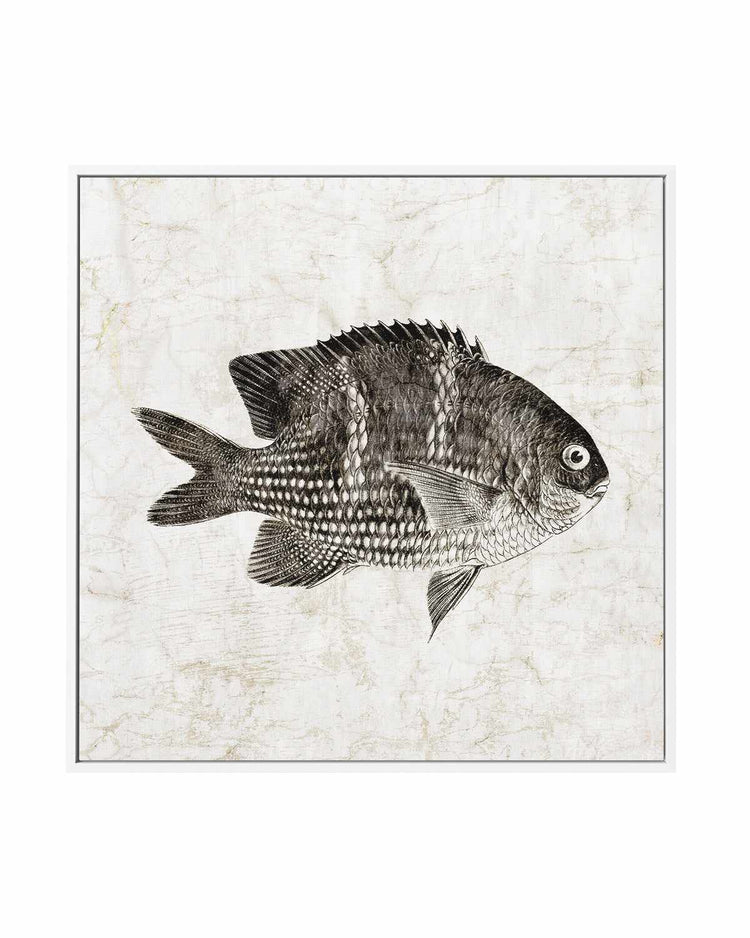 Vintage Fish I | Framed Canvas Art Print