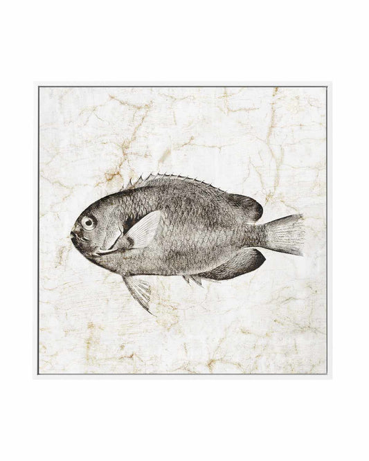 Vintage Fish II | Framed Canvas Art Print