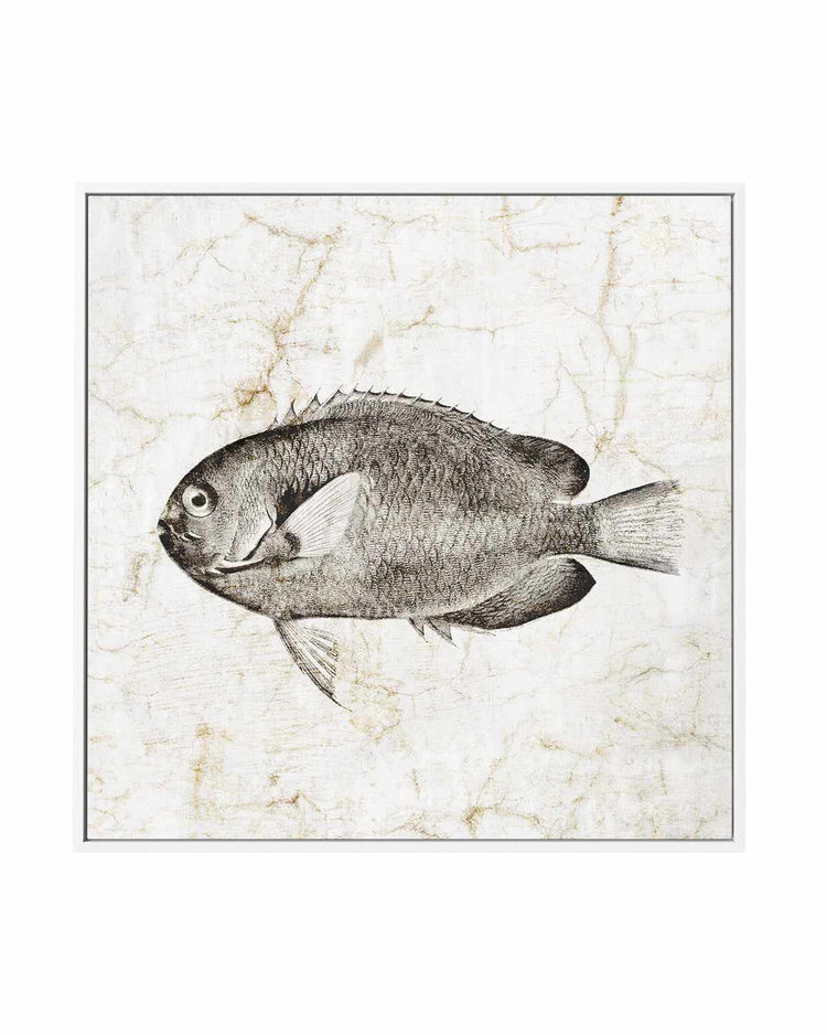 Vintage Fish II | Framed Canvas Art Print