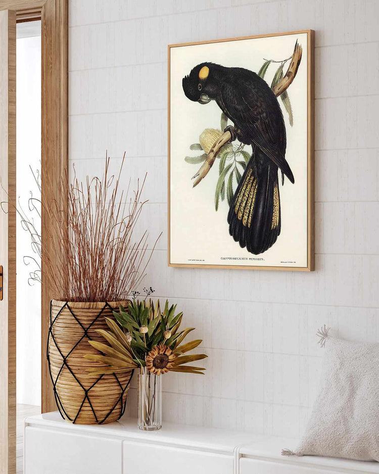 Yellow Tailed Black Cockatoo Vintage Australian Bird Illustration | Framed Canvas Art Print