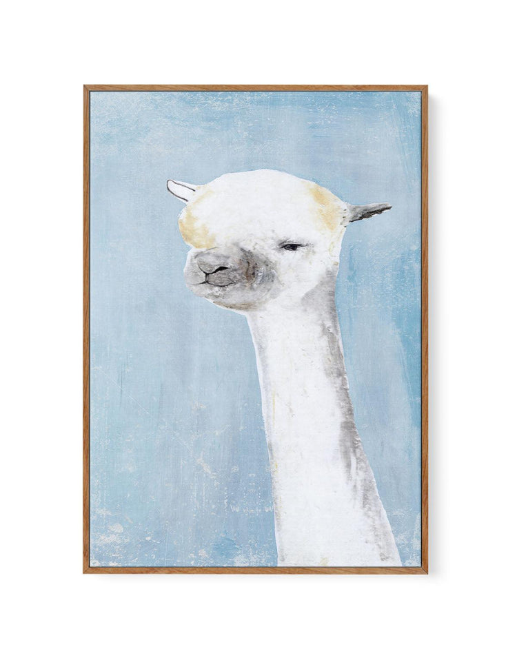 Llama on Blue II | Framed Canvas-CANVAS-You can shop wall art online with CANVAS Art Print Co for everything from abstract art to fun kids wall art. Our beautiful modern art prints and canvas art are available from large canvas prints to wall art paintings and our proudly Australian artwork collection offers only the highest quality framed large wall art and canvas art Australia - You can buy fashion photography prints or Hampton print posters and paintings on canvas from CANVAS Art Print Co and have them