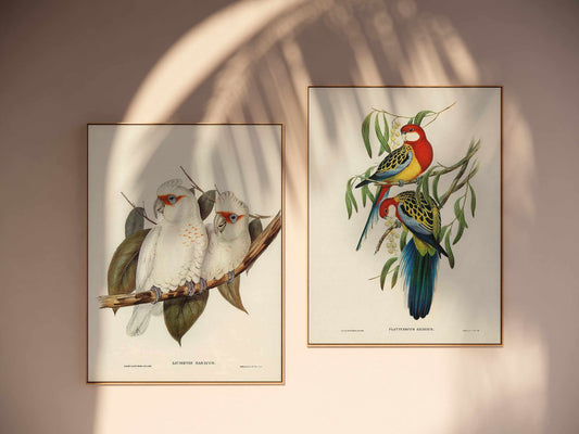 Australian Corella Cockatoo Vintage Bird Illustration | Framed Canvas Art Print