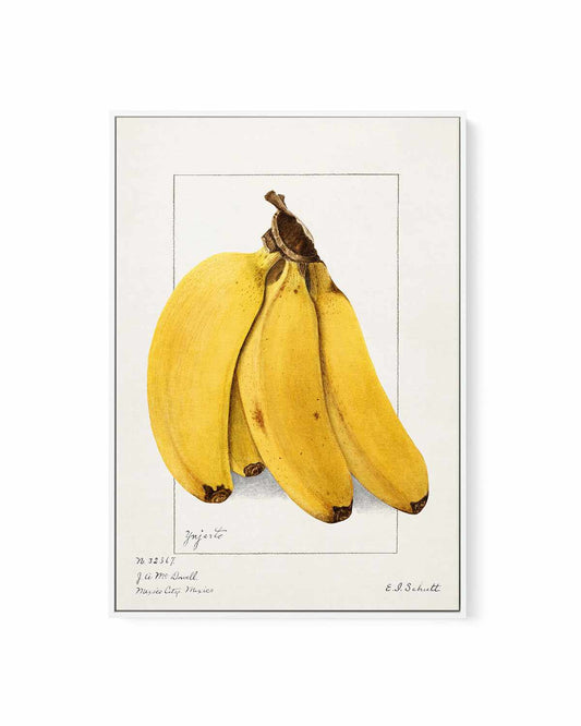 Bananas Vintage Poster | Framed Canvas Art Print
