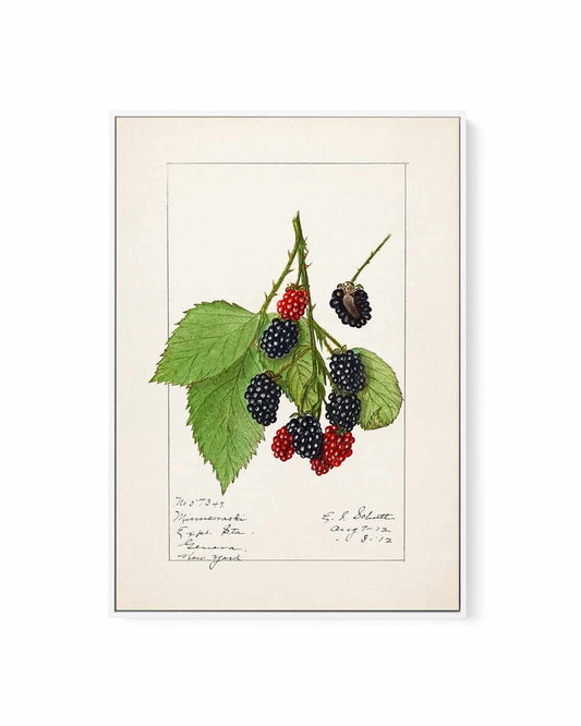 Blackberries Vintage Poster | Framed Canvas Art Print