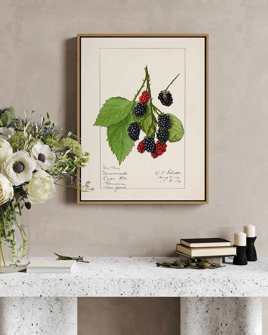 Blackberries Vintage Poster | Framed Canvas Art Print