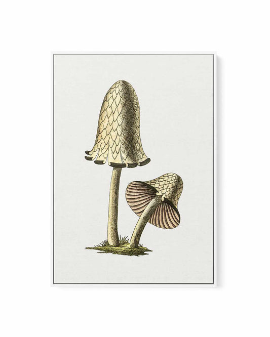 Inky Cap Edible Mushroom Vintage Illustration | Framed Canvas Art Print