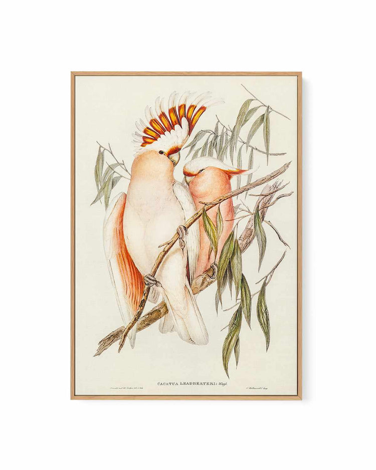Major Mitchell Vintage Australian Bird Illustration | Framed Canvas Art Print