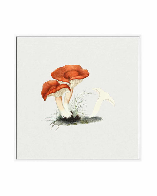 Milkcap Mushroom Vintage Illustration | Framed Canvas Art Print
