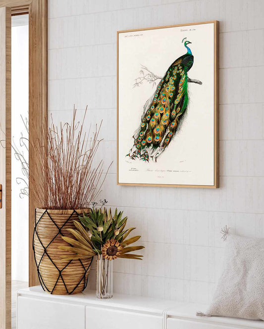 Peacock Vintage Illustration | Framed Canvas Art Print