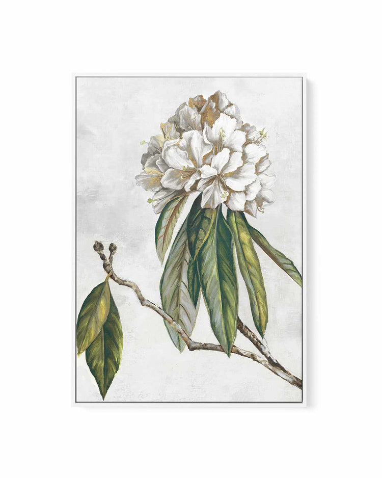 Pearly Beauty II | Framed Canvas Art Print