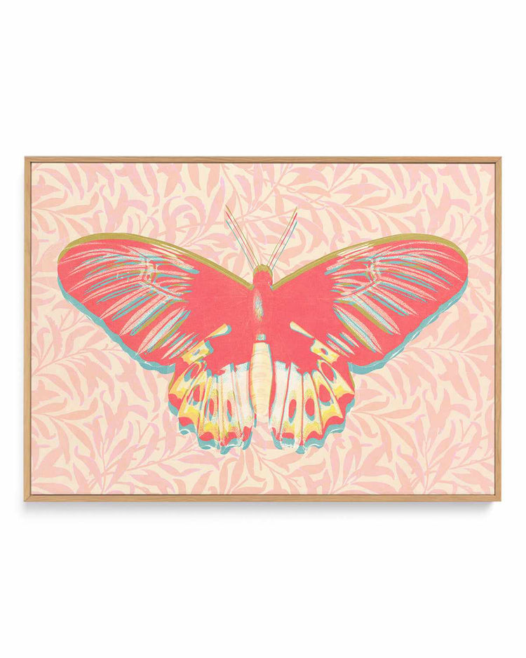 Pink Butterfly | Framed Canvas Art Print