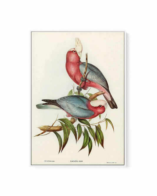 Pink Gallah Vintage Australian Bird Illustration | Framed Canvas Art Print