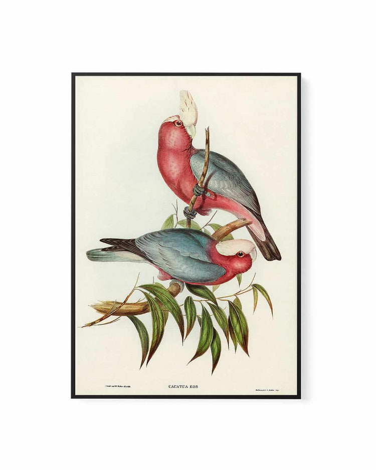 Pink Gallah Vintage Australian Bird Illustration | Framed Canvas Art Print