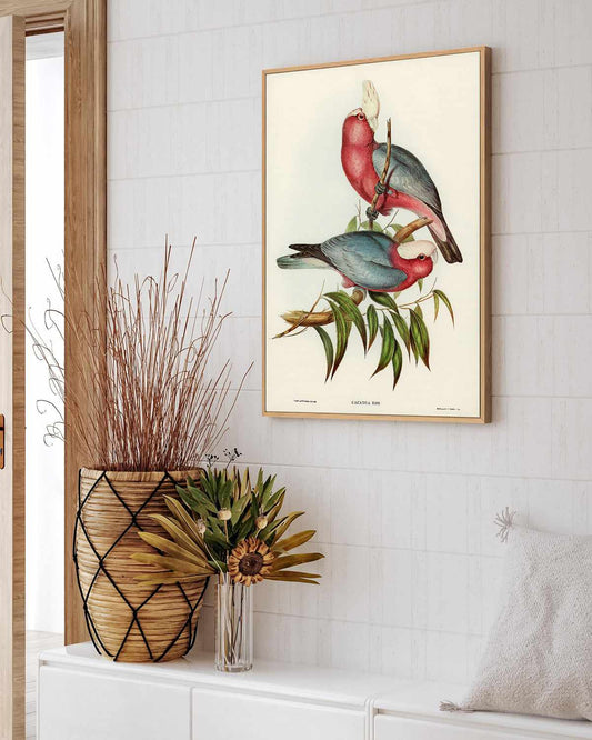 Pink Gallah Vintage Australian Bird Illustration | Framed Canvas Art Print