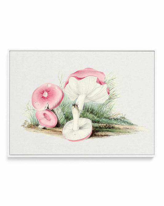Pink Vintage Mushroom Illustration | Framed Canvas Art Print