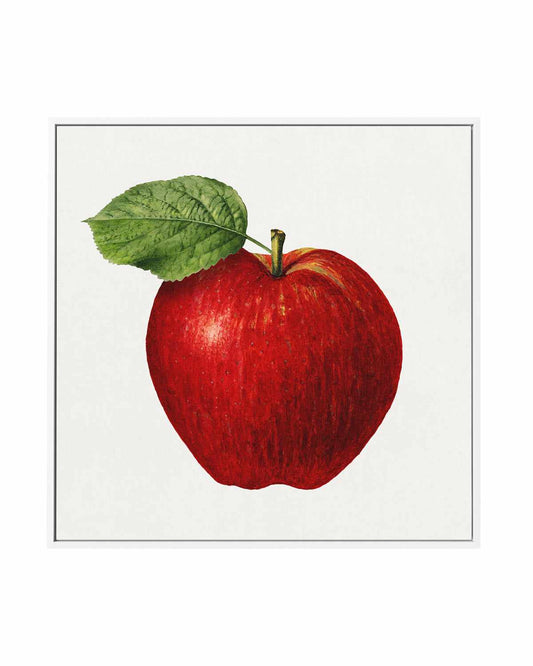 Red Apple Vintage Poster | Framed Canvas Art Print