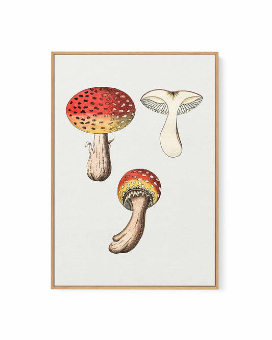 Red Mushroom Vintage Illustration | Framed Canvas Art Print