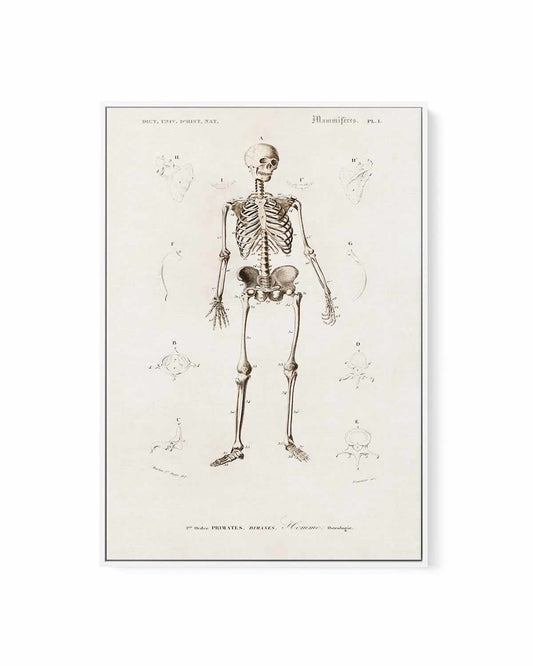 Skeleton Vintage Illustration | Framed Canvas Art Print