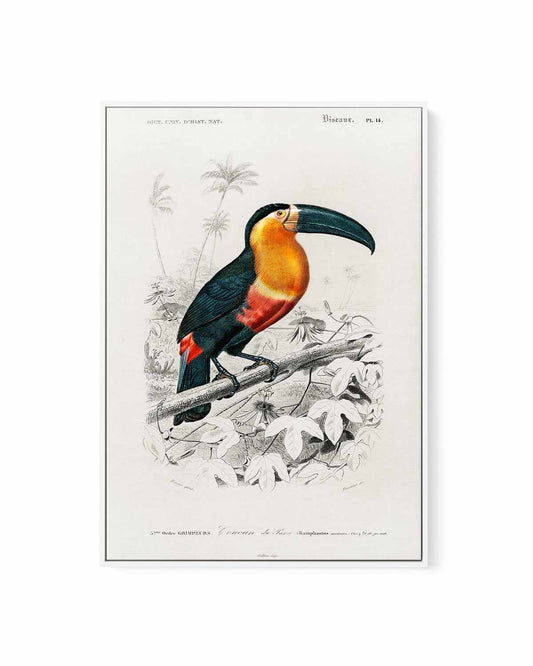 Toucan Vintage Illustration | Framed Canvas Art Print