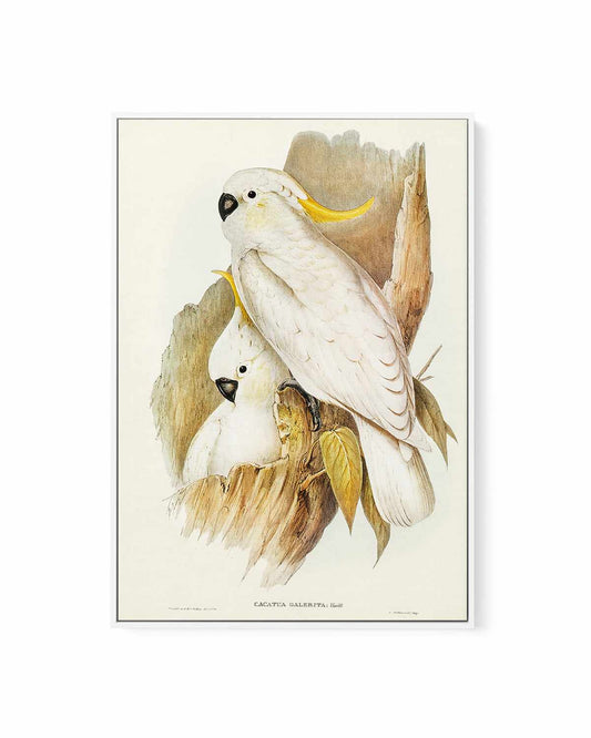 Yellow Crested Cockatoo Vintage Australian Bird Illustration | Framed Canvas Art Print