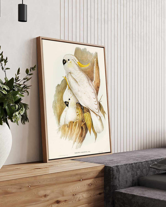 Yellow Crested Cockatoo Vintage Australian Bird Illustration | Framed Canvas Art Print