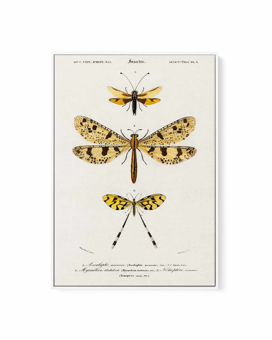 Yellow Insects Vintage Illustration | Framed Canvas Art Print