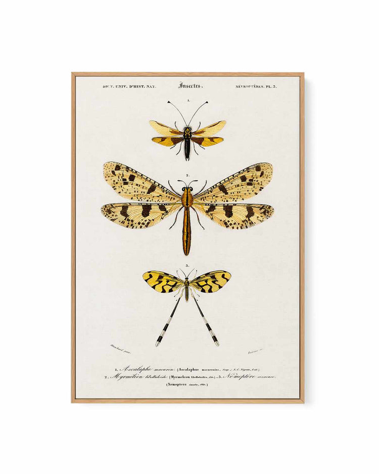 Yellow Insects Vintage Illustration | Framed Canvas Art Print