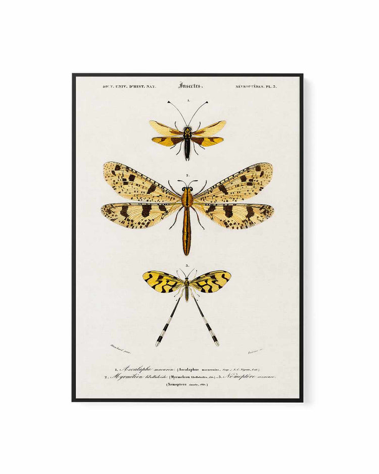 Yellow Insects Vintage Illustration | Framed Canvas Art Print