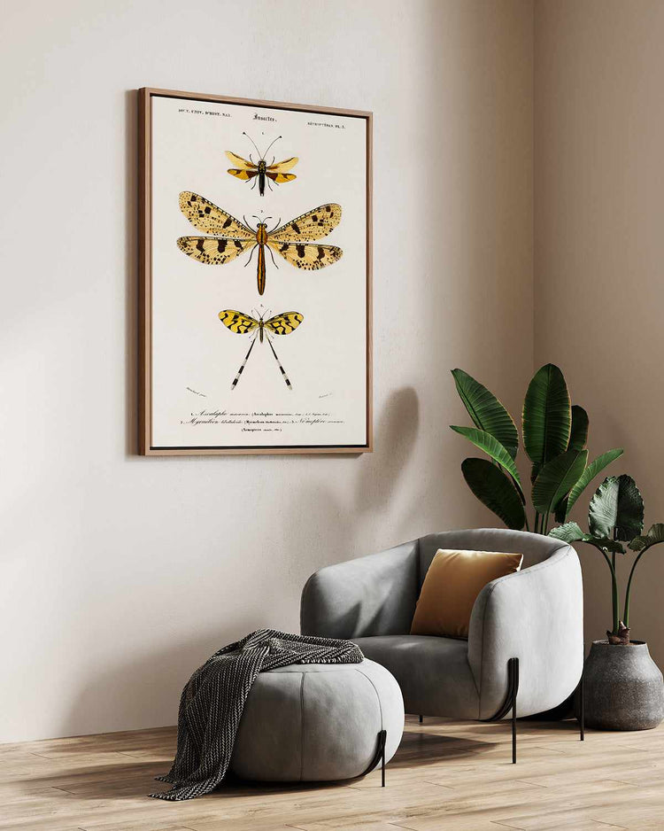 Yellow Insects Vintage Illustration | Framed Canvas Art Print