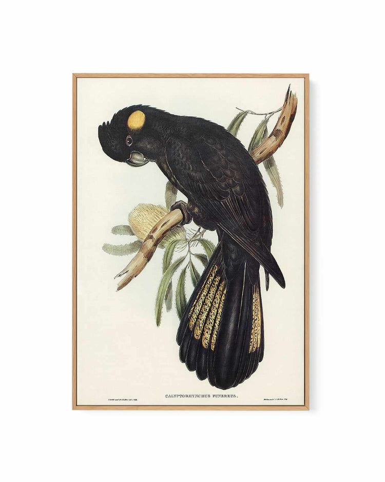 Yellow Tailed Black Cockatoo Vintage Australian Bird Illustration | Framed Canvas Art Print